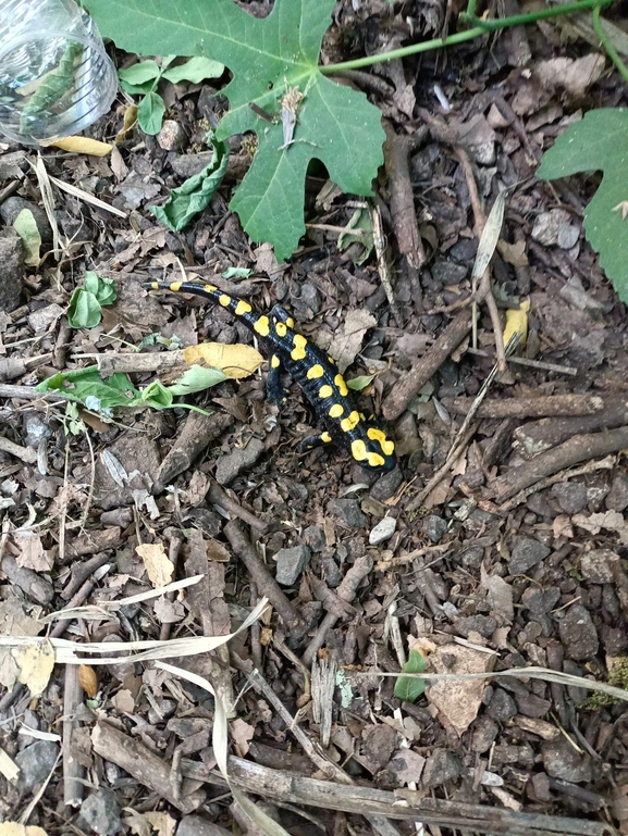 Salamandra infraimmaculata  photographed by צוות תל דן 