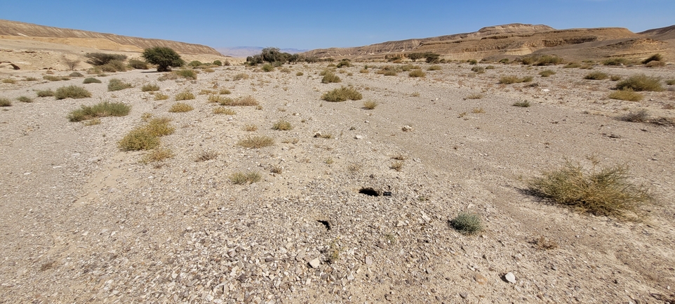 Dabb Lizard  photographed by אריה לב רוזנברג 