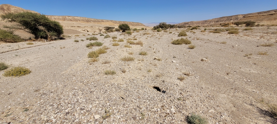 Dabb Lizard  photographed by אריה לב רוזנברג 