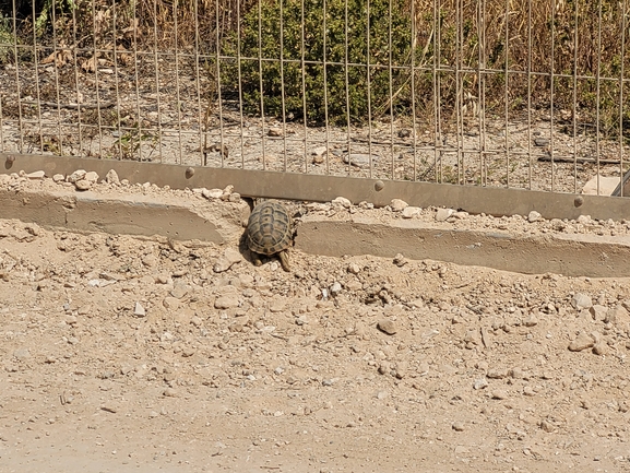 Testudo graeca  photographed by yifatdav@npa.org.il 