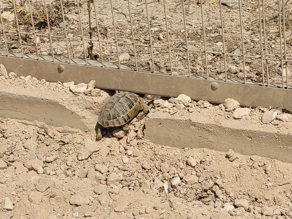 Testudo graeca  photographed by yifatdav@npa.org.il 