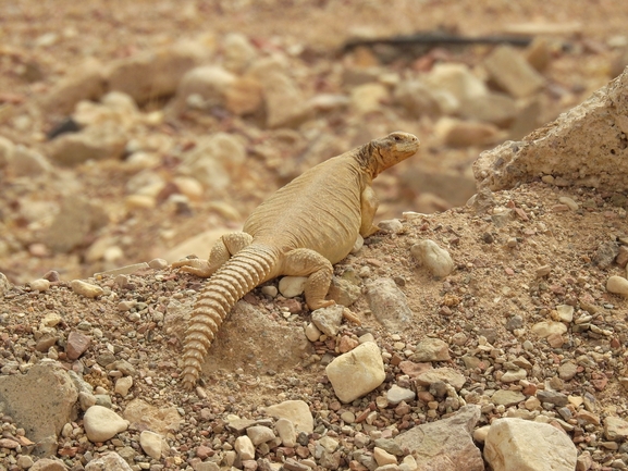 Uromastyx aegyptia  צולם על ידי דורון ניסים 