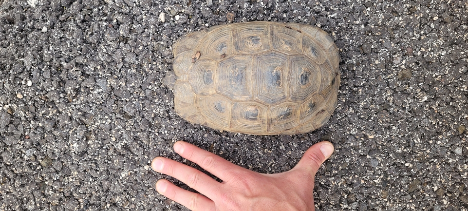 Testudo graeca  photographed by ג'ורג'י נורקין 