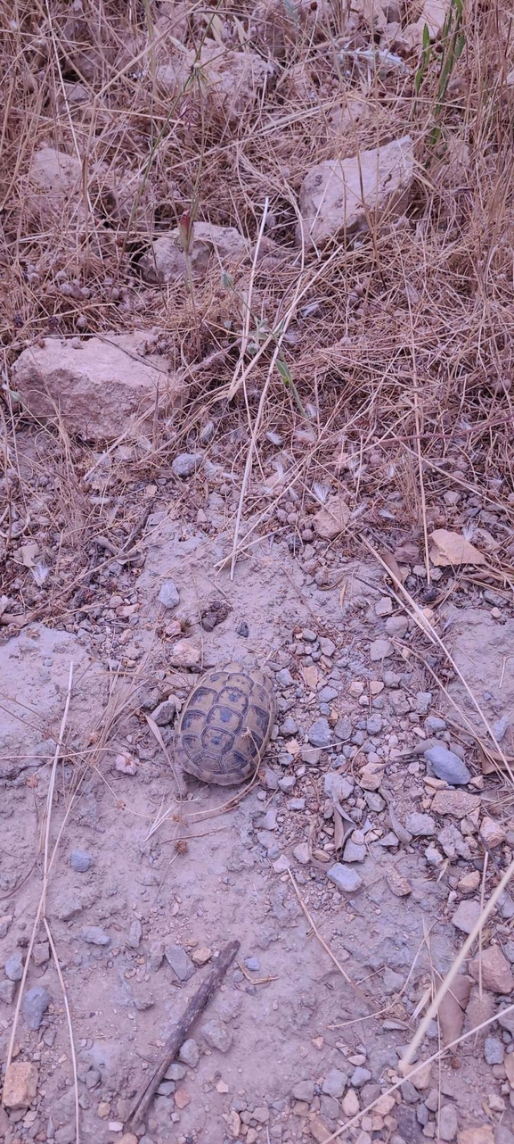 Testudo graeca  photographed by בוריס קריפק 