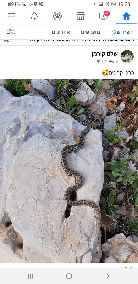 Elaphe quatuorlineata sauromates  photographed by אביעד בר 