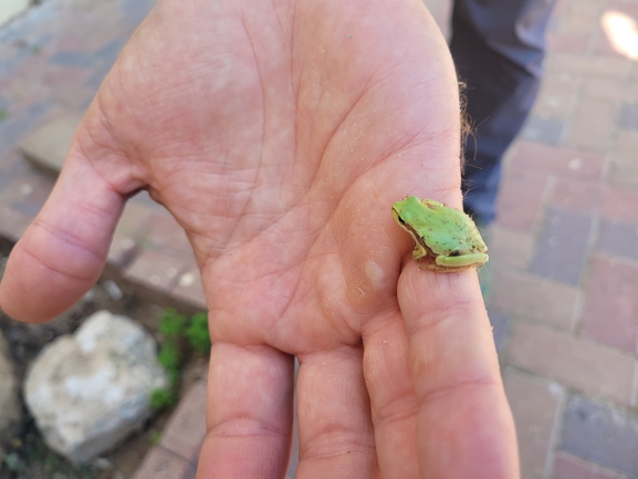 Hyla savignyi (Hyla arborea)  photographed by סיון מרדוק 