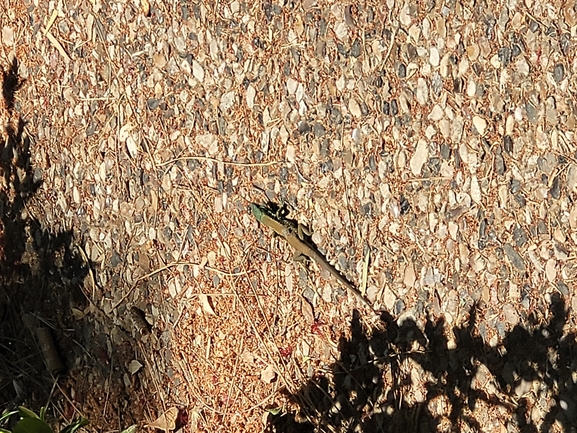 Lacerta laevis laevis  photographed by אדווה פרץ 