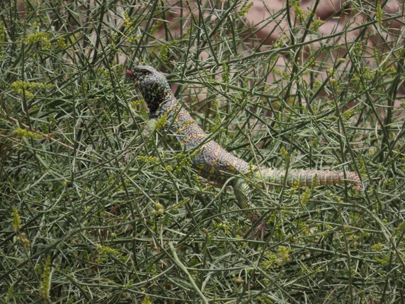 Uromastyx ornata  צולם על ידי עומרי עומסי 