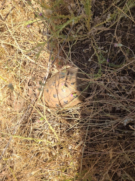 Testudo graeca  photographed by איימן גוטאני 