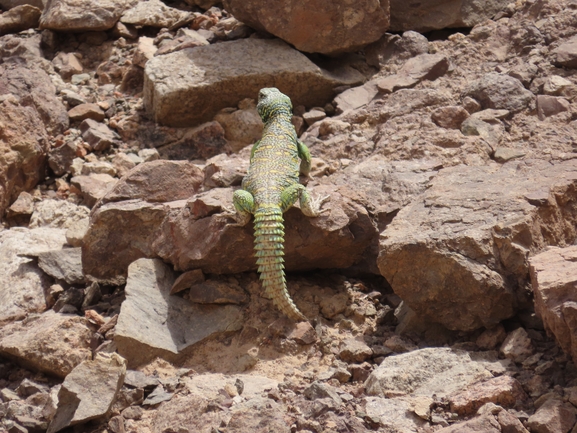 Uromastyx ornata  צולם על ידי עומרי עומסי 