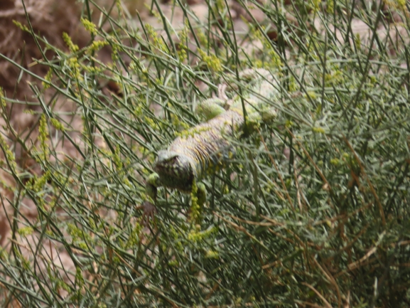 Ornate mastigure  photographed by עומרי עומסי 