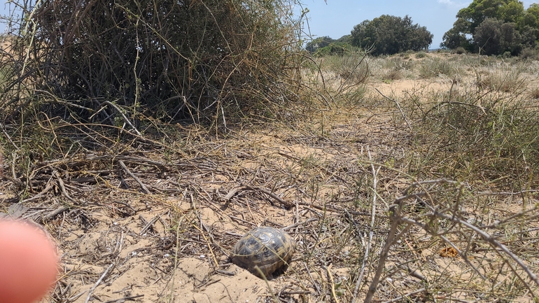 צב-יבשה מצוי  צולם על ידי סיון מרדוק 