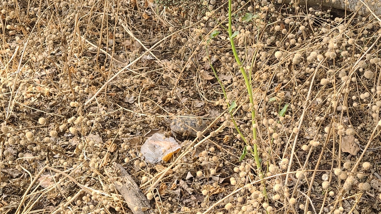 Testudo graeca  photographed by סיון מרדוק 