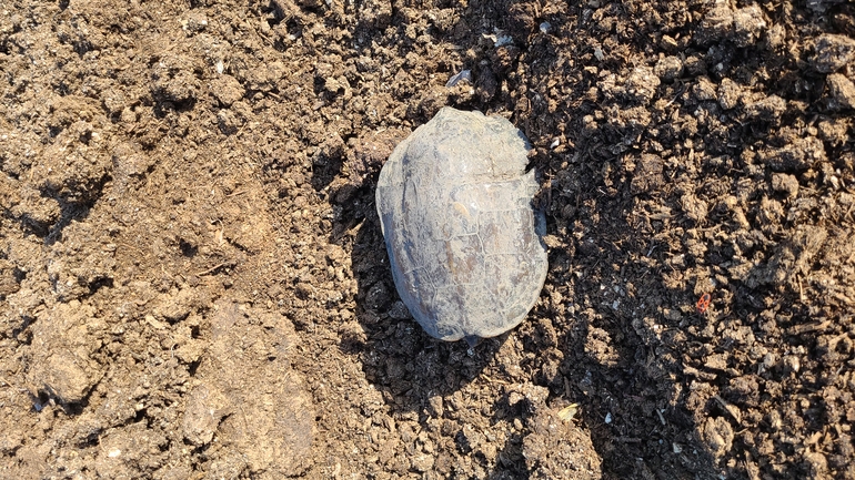 Mauremys caspica rivulata  