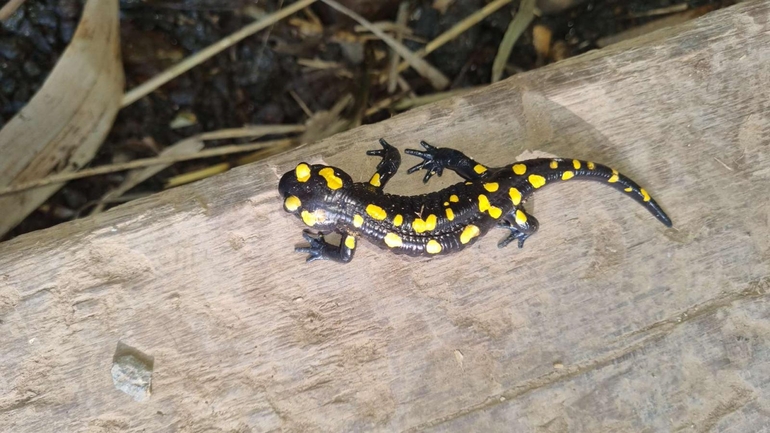 Salamandra infraimmaculata  photographed by רמדאן עיסא 