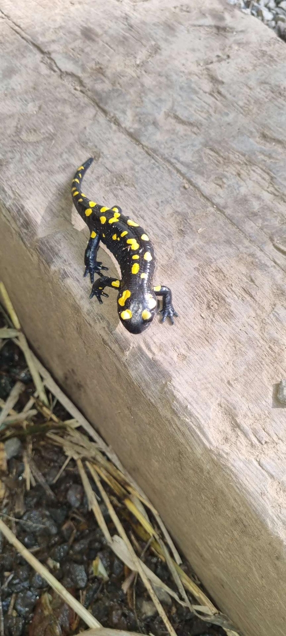 Salamandra infraimmaculata  photographed by רמדאן עיסא 