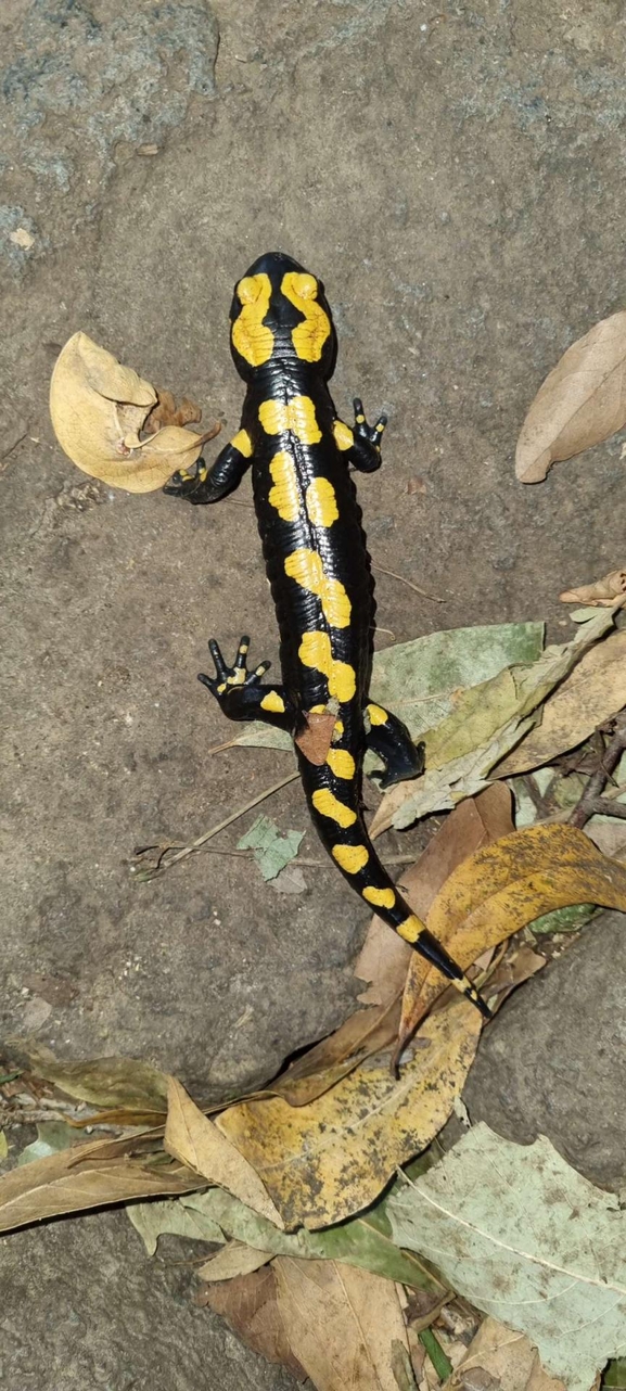 Salamandra infraimmaculata  photographed by רמדאן עיסא 