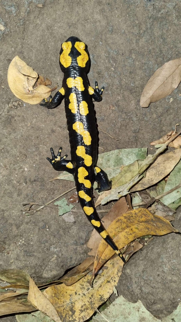 Salamandra infraimmaculata  photographed by רמדאן עיסא 