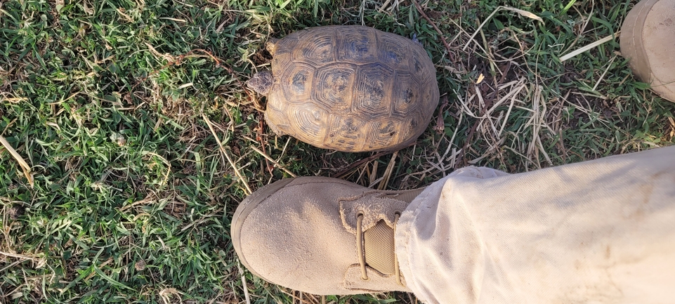 Testudo graeca  photographed by ג'ורג'י נורקין 