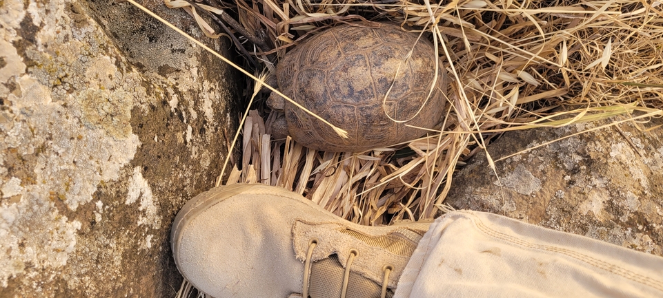 Testudo graeca  photographed by ג'ורג'י נורקין 