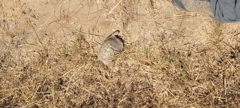 Testudo graeca  photographed by ליעד כהן 