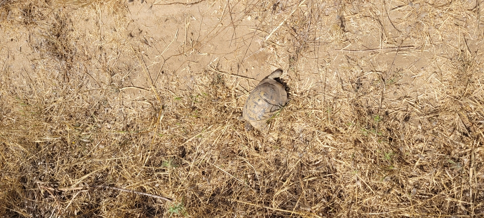 Testudo graeca  photographed by ליעד כהן 