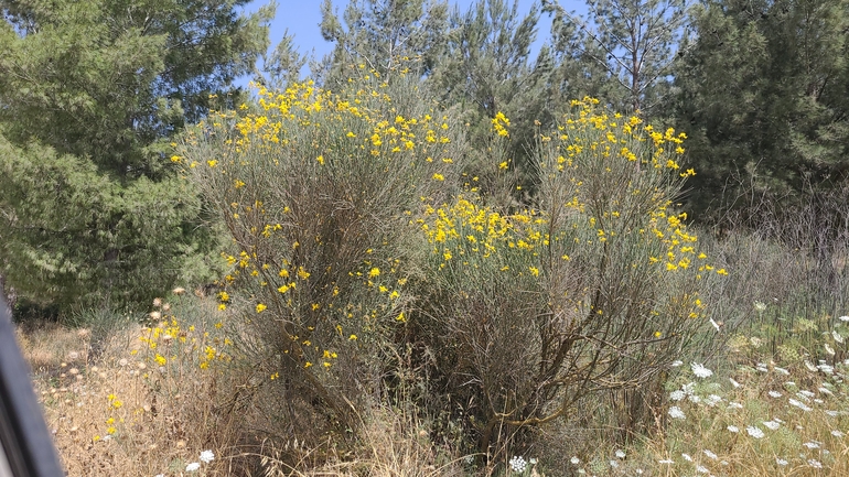 Dolichophis jugularis  photographed by ליעד כהן 