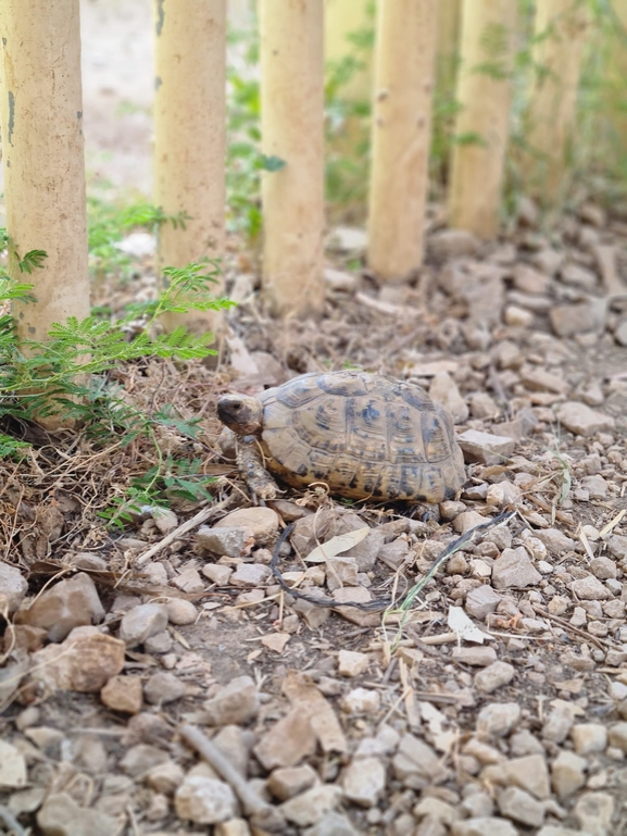 Testudo graeca  photographed by יונתן סבלסקי 