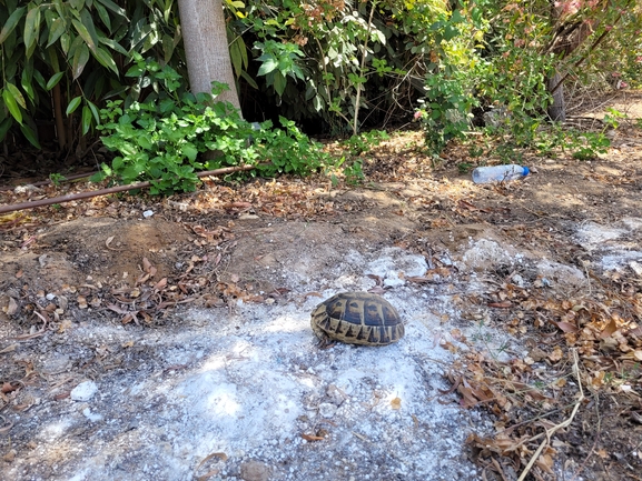 Testudo graeca  photographed by סיון מרדוק 