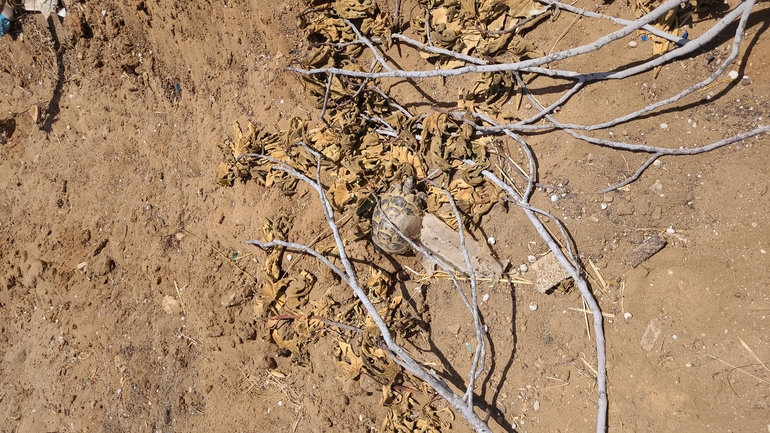 Testudo graeca  photographed by אמיר חן 