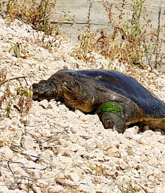 Trionyx triunguis  photographed by יונתן סבלסקי 