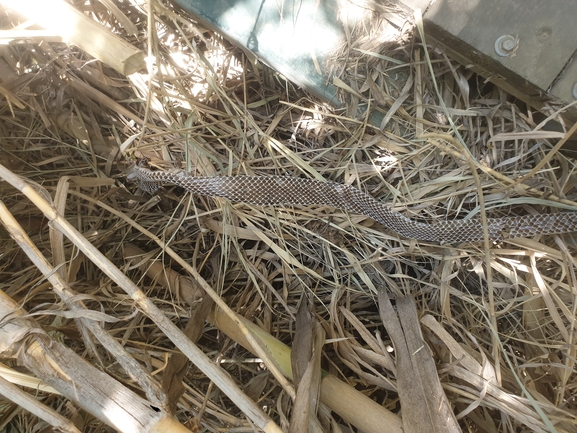 Dolichophis jugularis  photographed by שלומי עמרן 