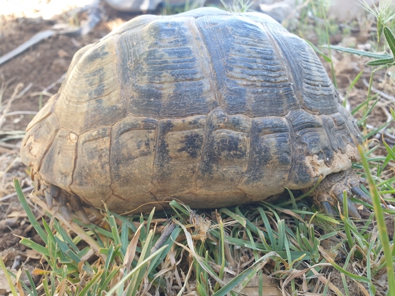 Testudo graeca  photographed by אביעד בר 