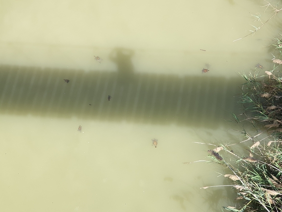 Mauremys caspica rivulata  photographed by שיר טריקי 