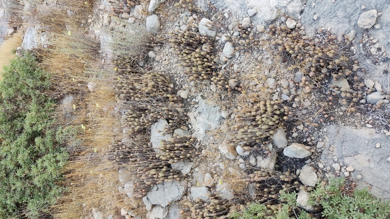 Bufo viridis  photographed by נעם שגב 