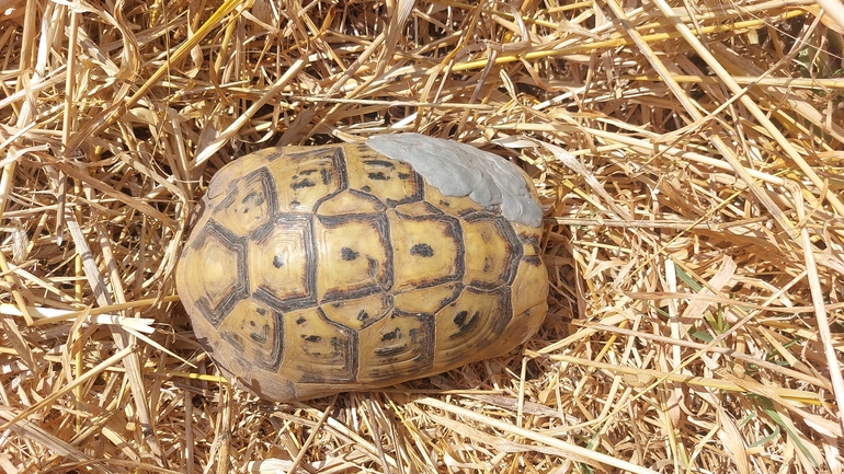 Testudo graeca  photographed by לירז כברה 