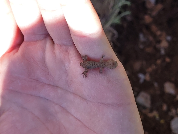 Mediodactylus amictophole  photographed by yifatdav@npa.org.il 