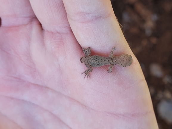 Mediodactylus amictophole  photographed by yifatdav@npa.org.il 