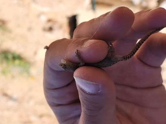 Mediodactylus amictophole  photographed by yifatdav@npa.org.il 