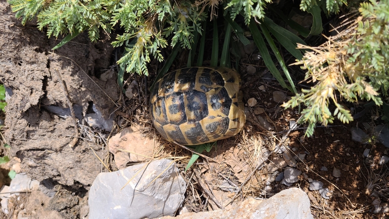 Testudo graeca  photographed by Tammy Keren-Rotem 