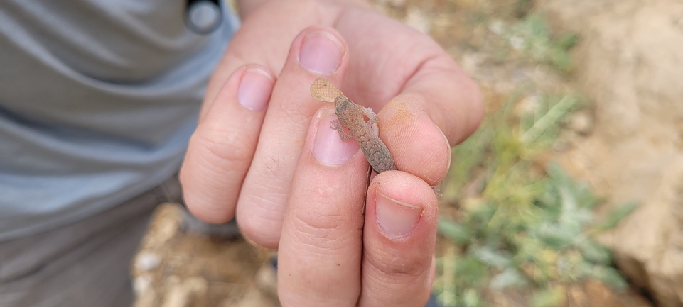 Mediodactylus amictophole  