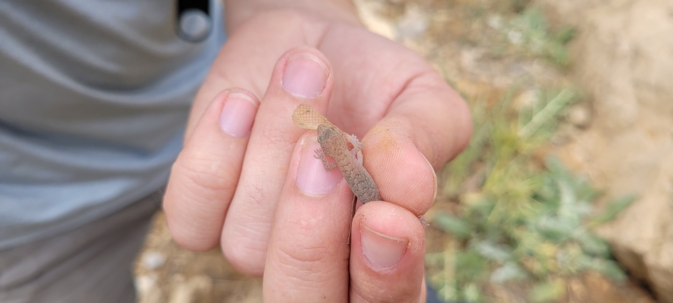 שממית החרמון  צולם על ידי יריב מליחי 