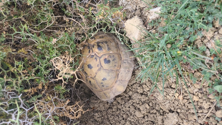 Testudo graeca  photographed by Tammy Keren-Rotem 