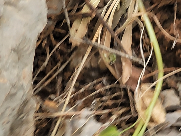 Mediodactylus amictophole  photographed by עמית דולב 