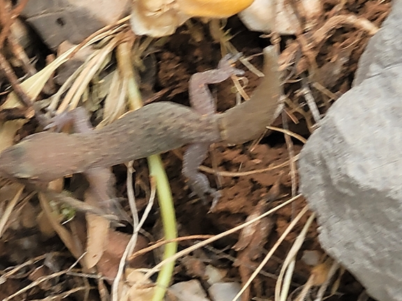 Mediodactylus amictophole  photographed by עמית דולב 