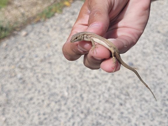 Ophisops elegans ehrenbergii  photographed by עמית דולב 