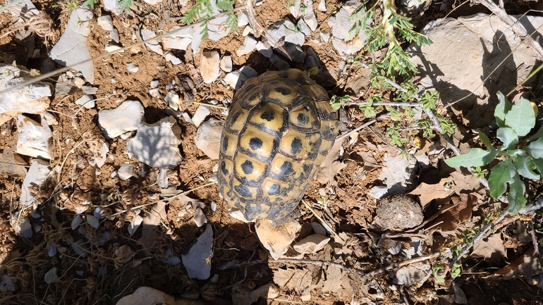 Testudo graeca  photographed by Tammy Keren-Rotem 