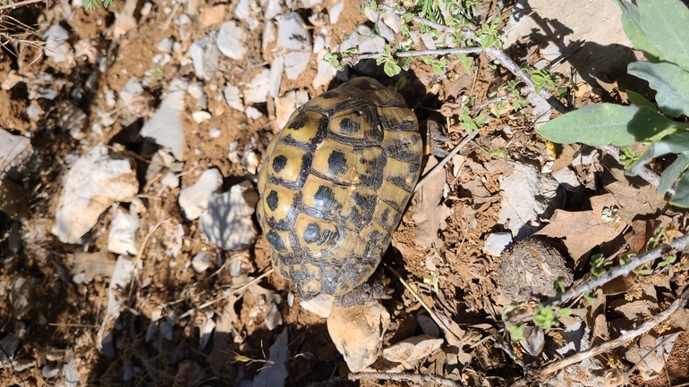 Testudo graeca  photographed by Tammy Keren-Rotem 