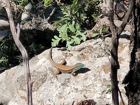 Lacerta laevis cf. kulzeri  