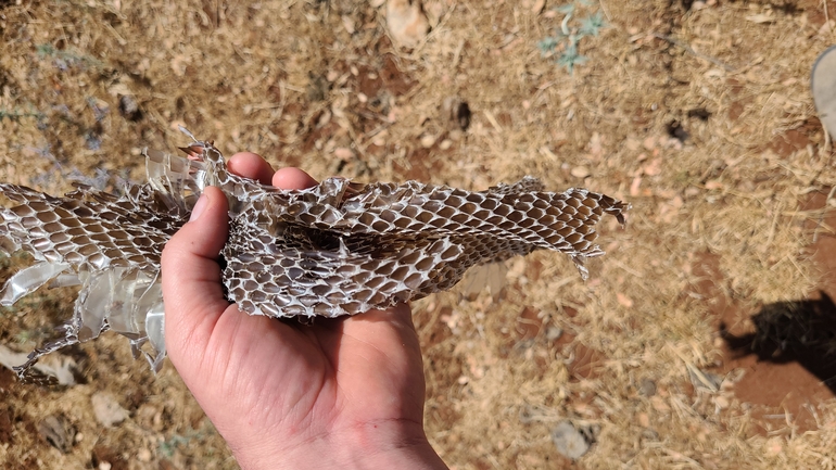 Dolichophis jugularis  photographed by Gal Vine 